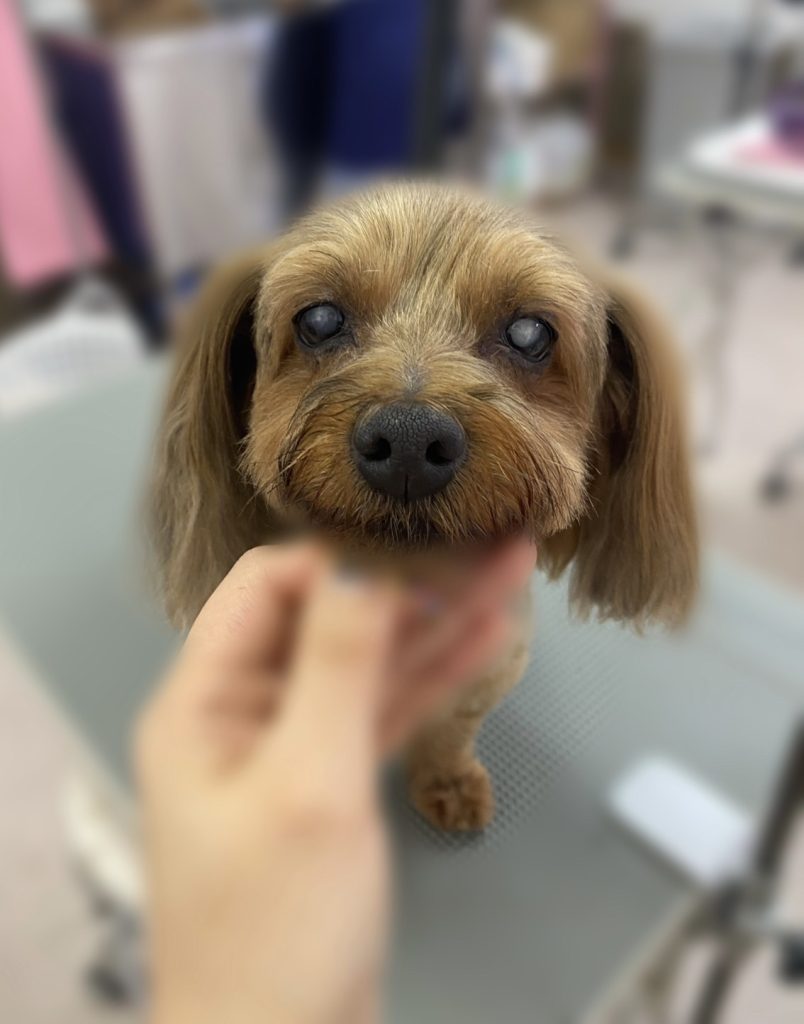 ホワイティちゃん