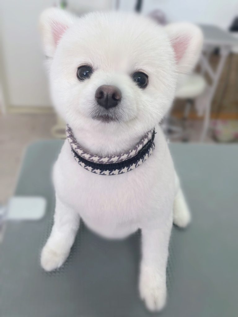 おもちくん