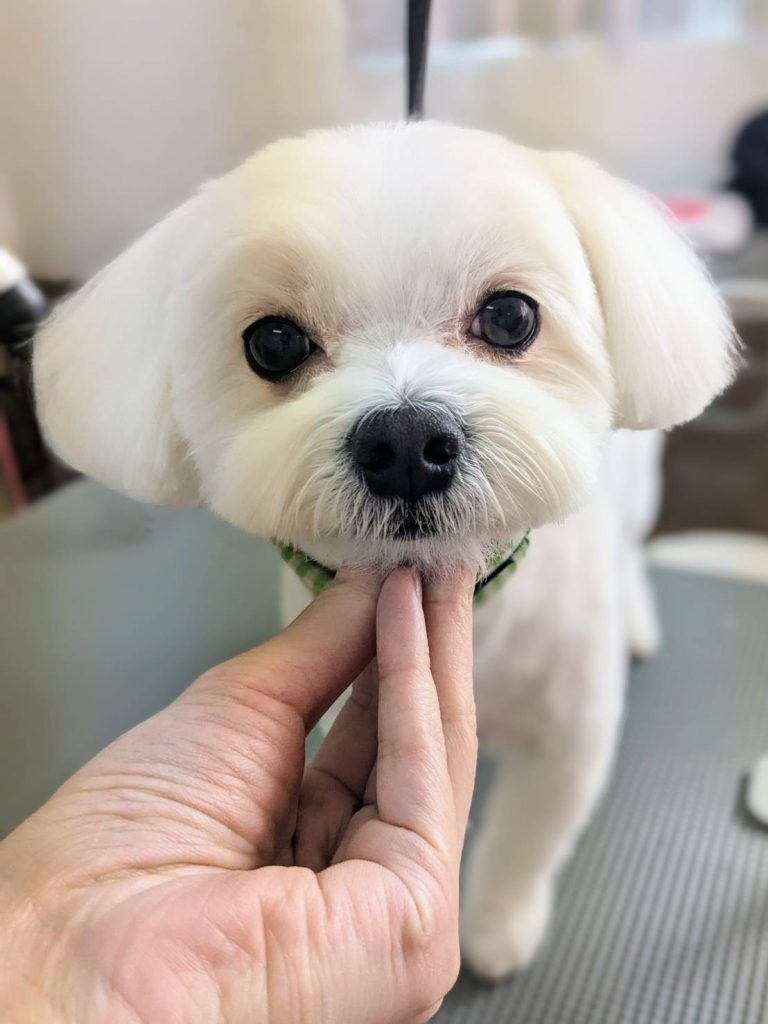モフくん