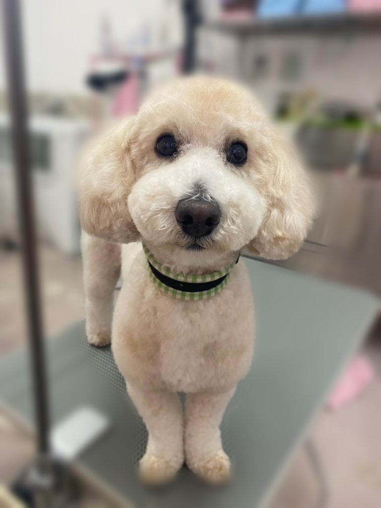 ロイくん