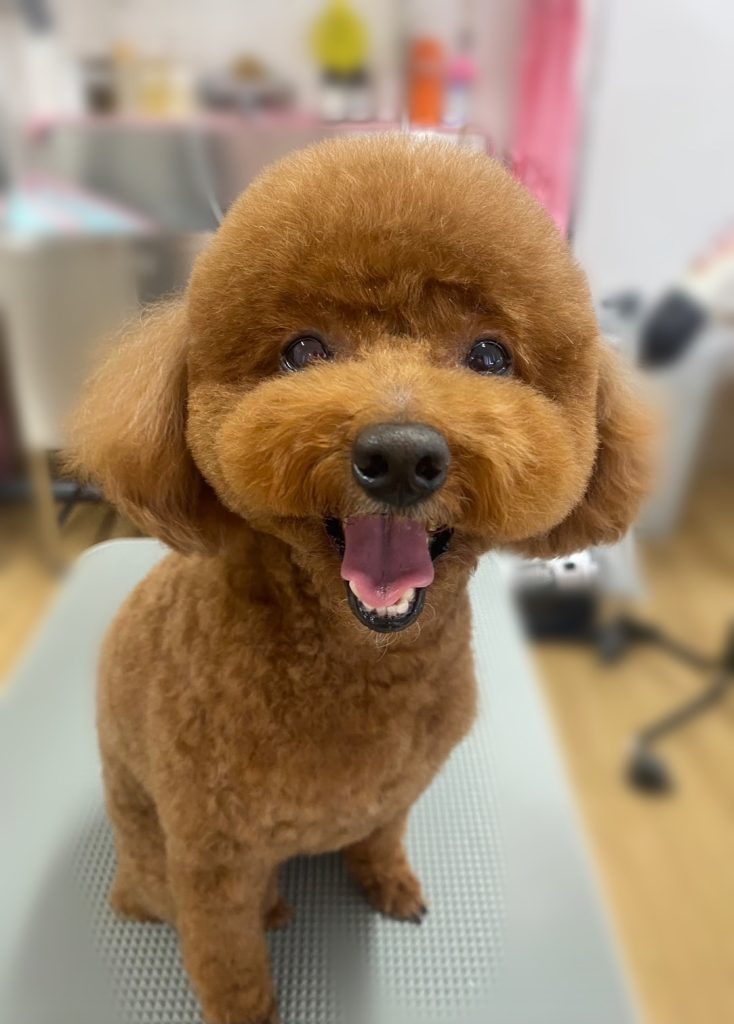 ココちゃん
