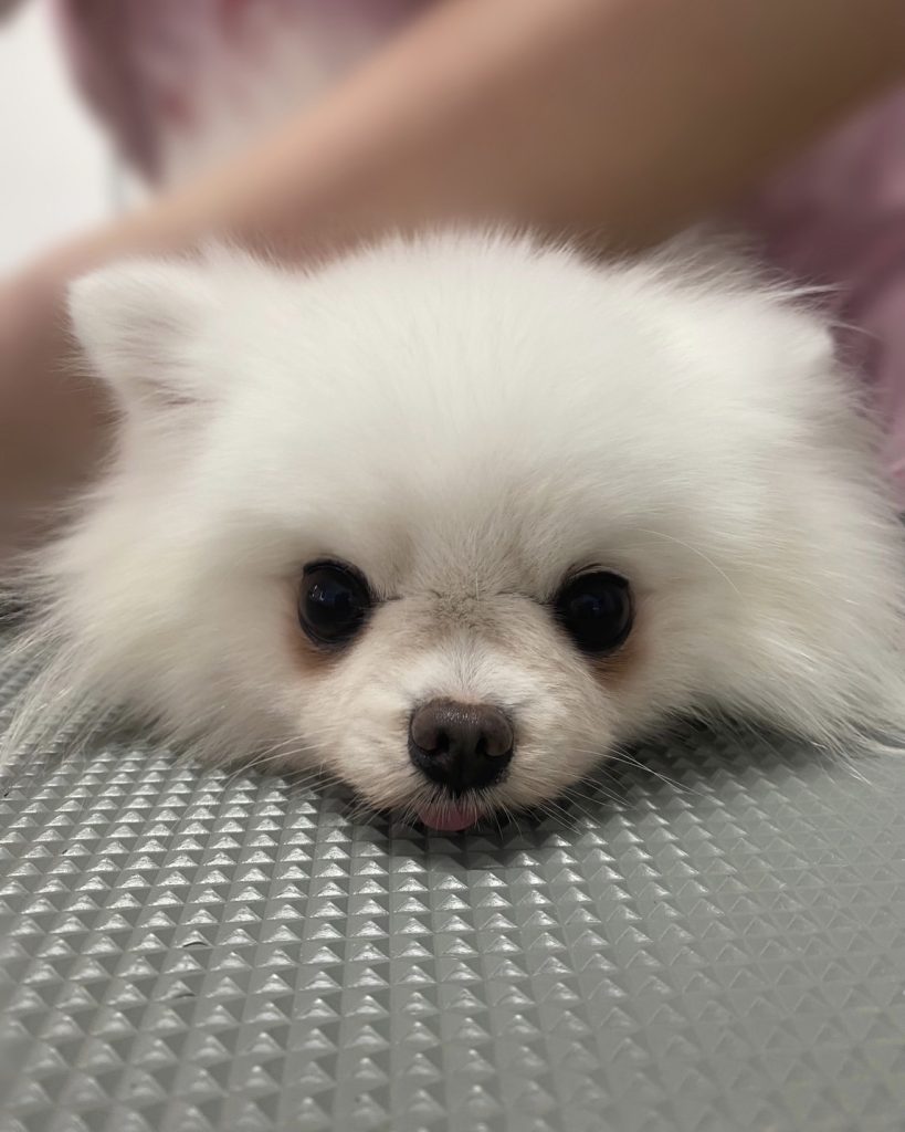 いぶくん