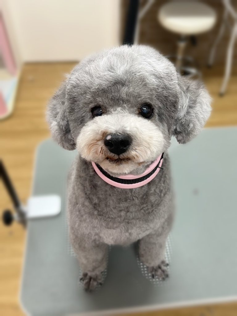 ブラッドくん