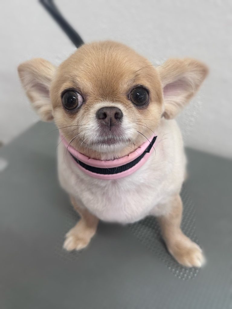 ミクちゃん