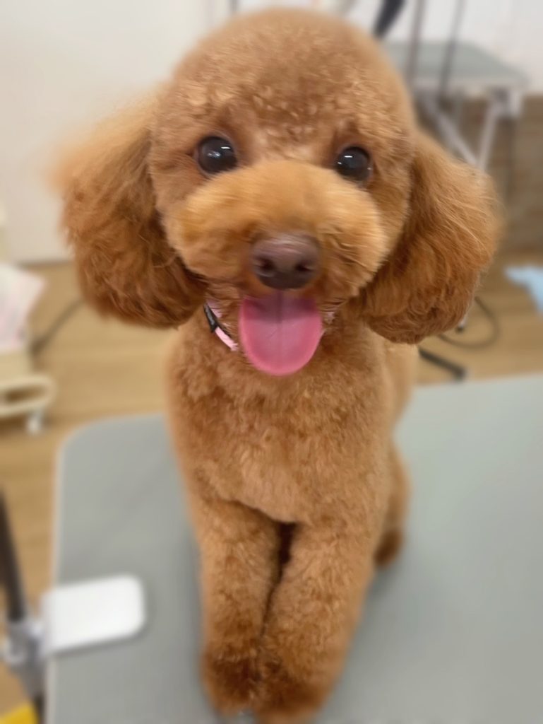 ちゃちゃまるくん