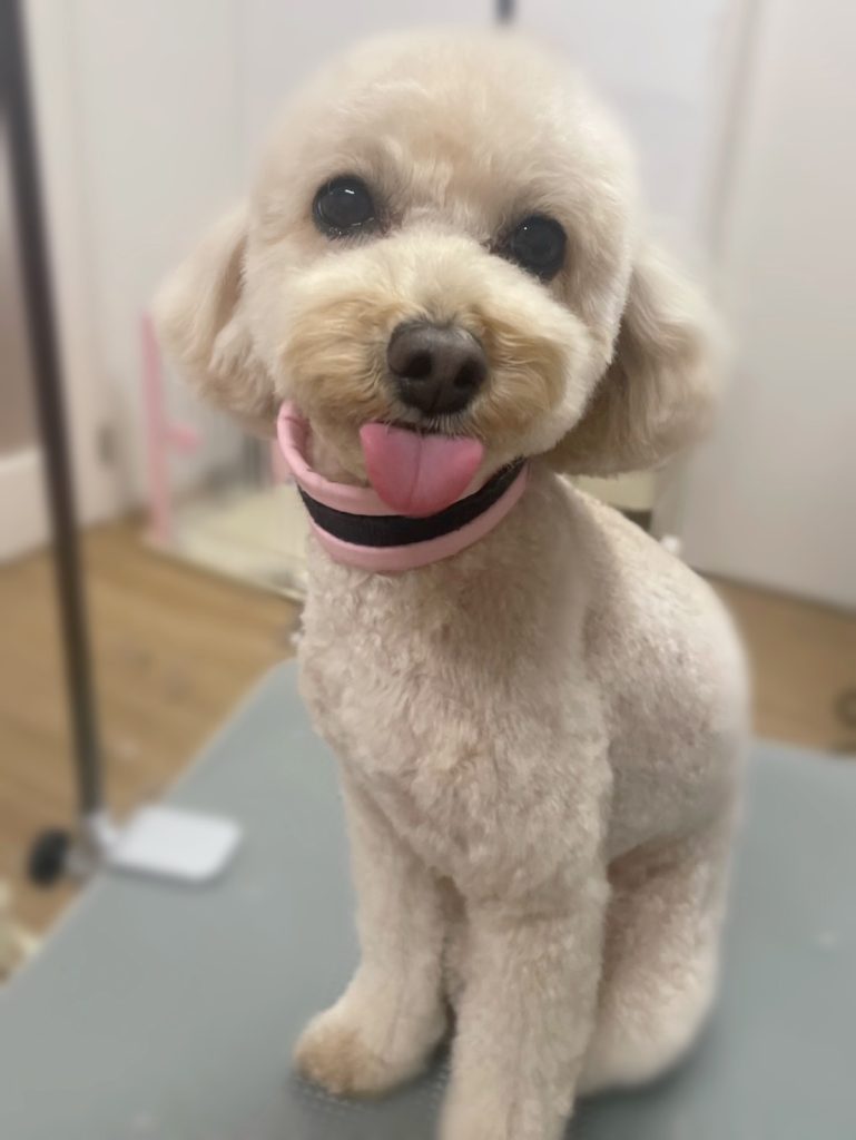 こむぎちゃん