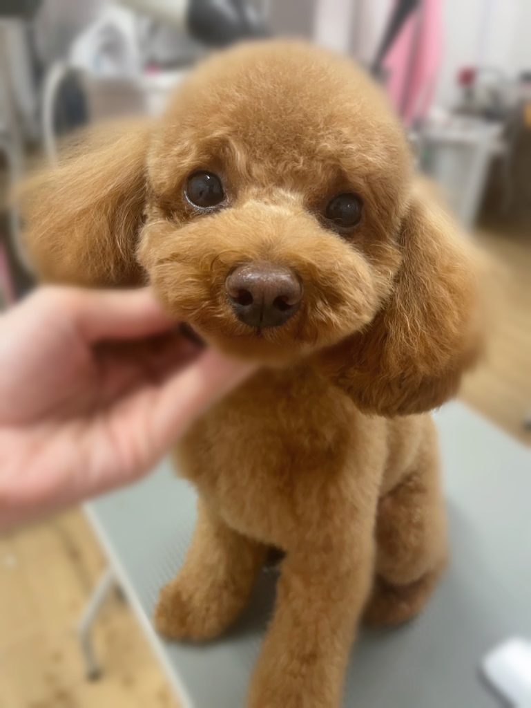 ちゃちゃまるくん
