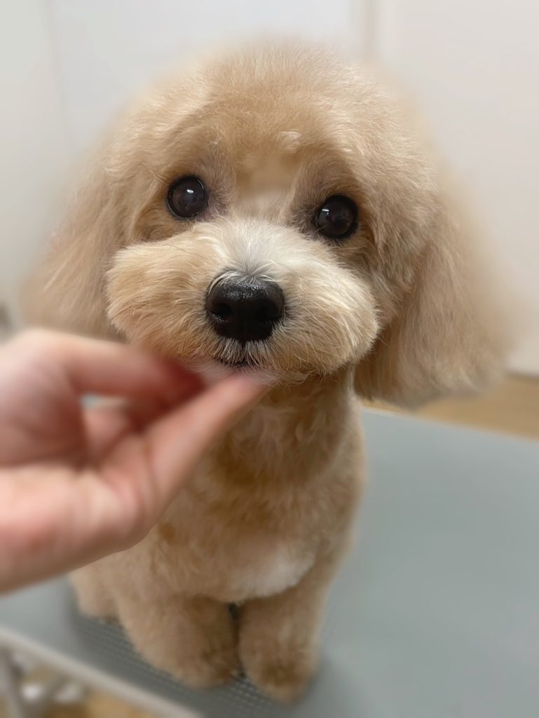 ノアくん