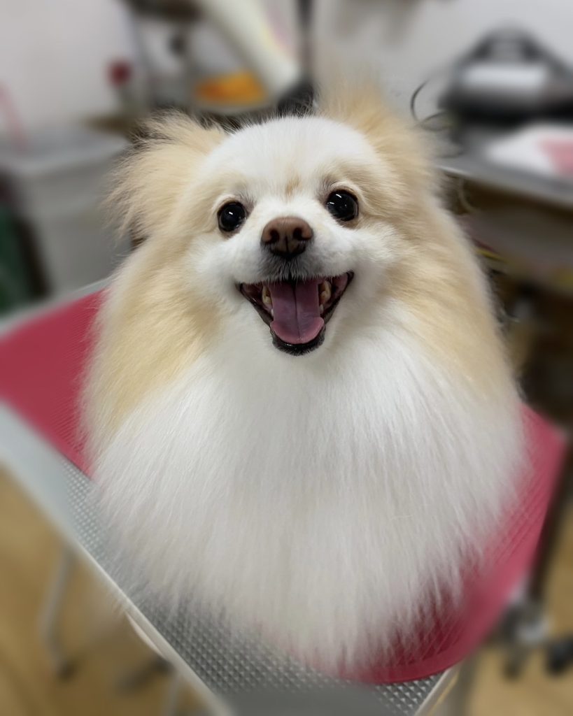 ぷるりちゃん