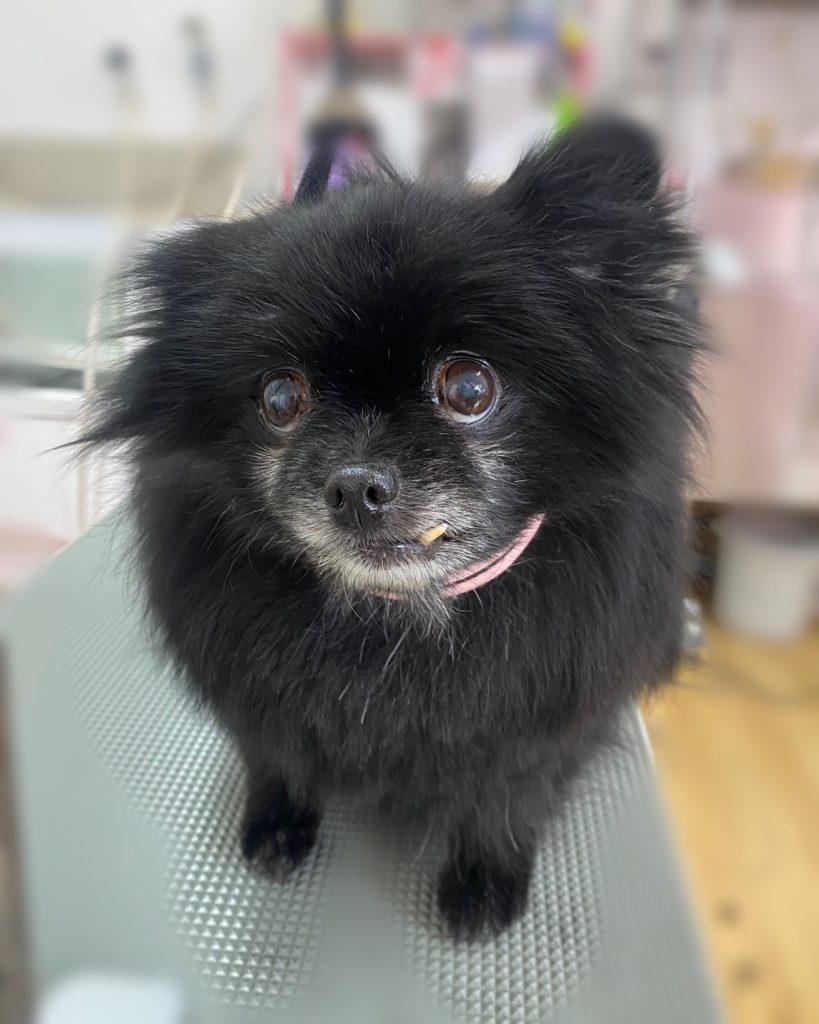 ぽっけちゃん