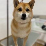 ハ3.jpeg