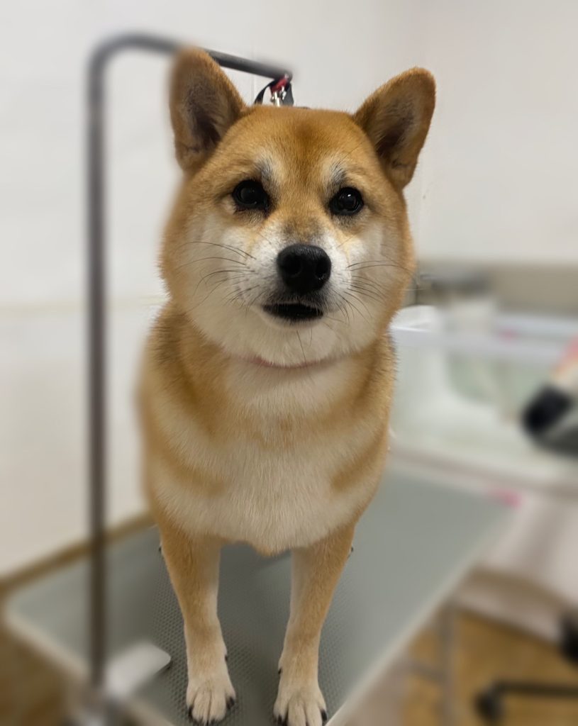 はなちゃん