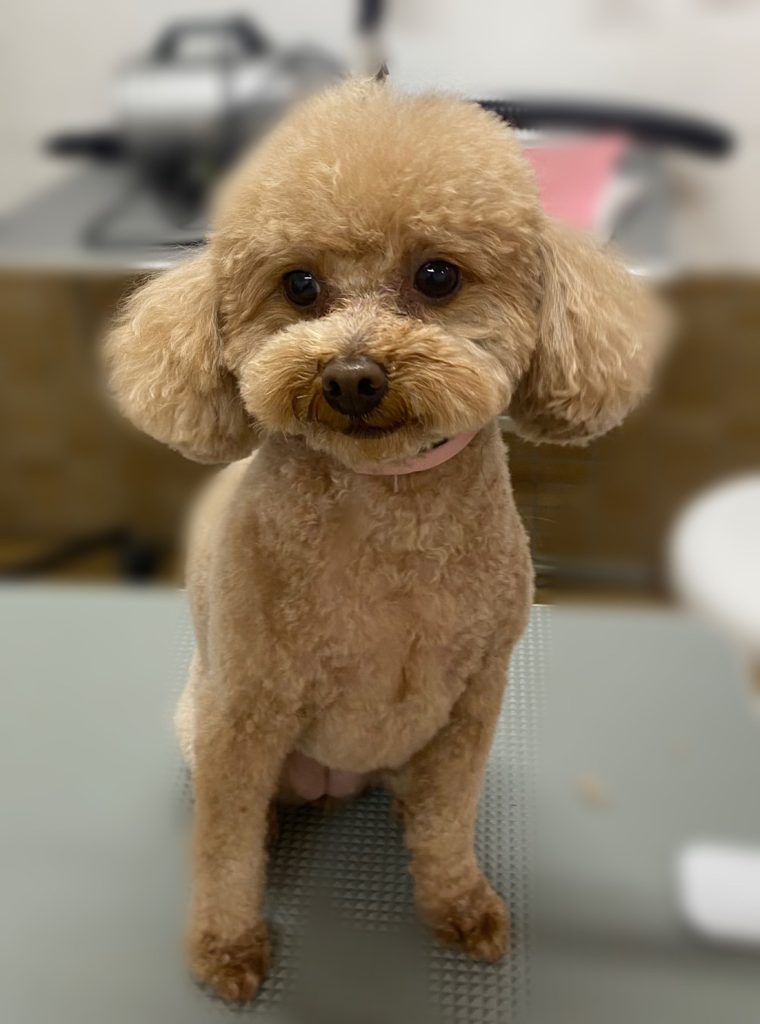 ココちゃん