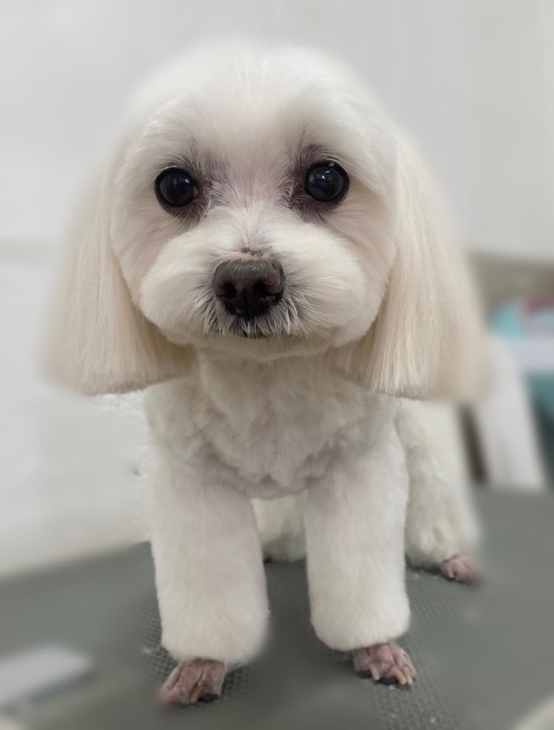 はなちゃん