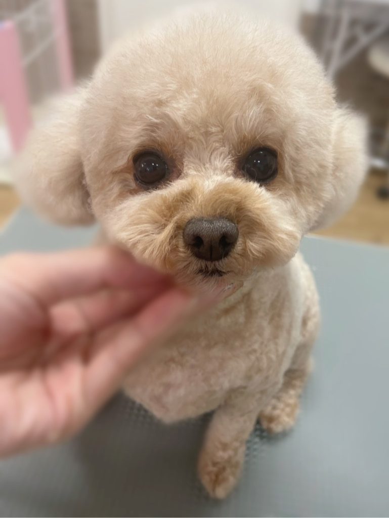 マミちゃん