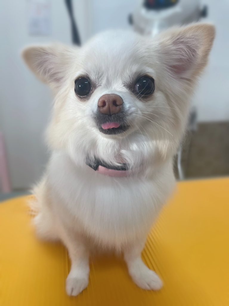 マロンちゃん