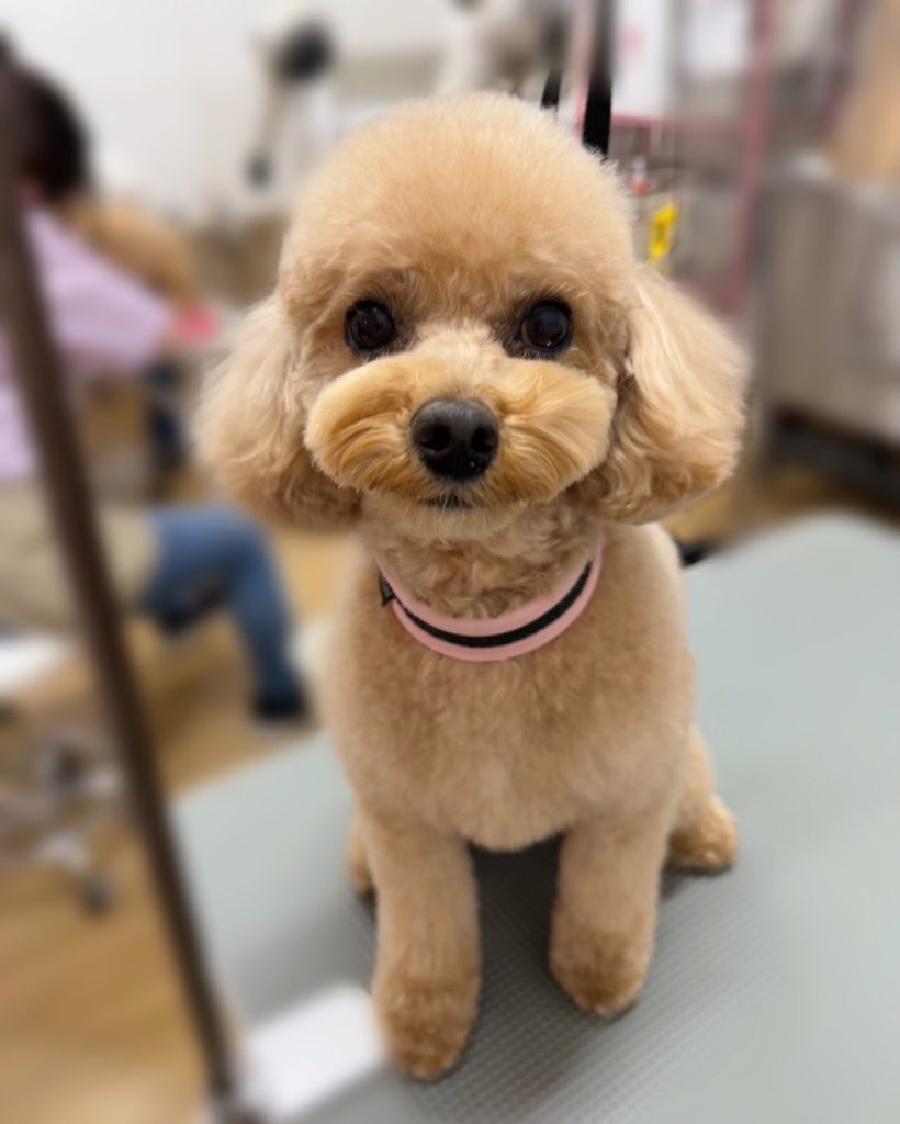 コロくん