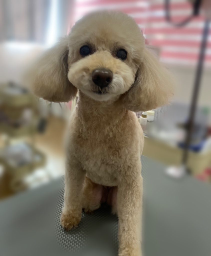 アプリちゃん