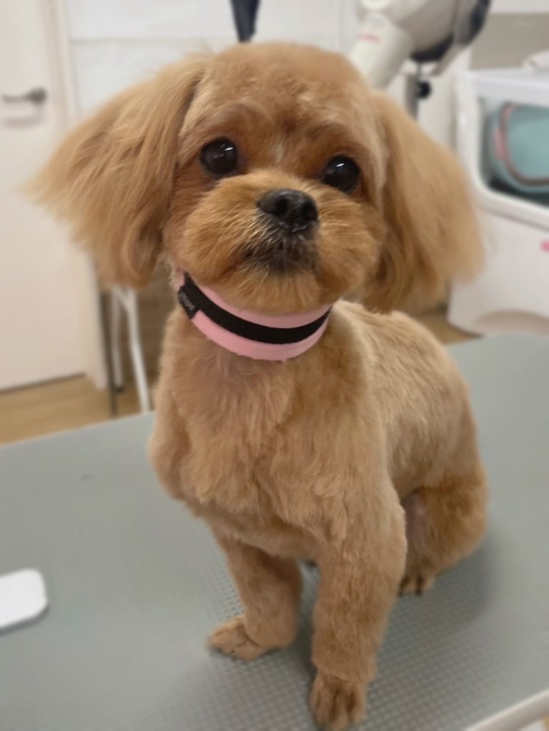 おひめちゃん