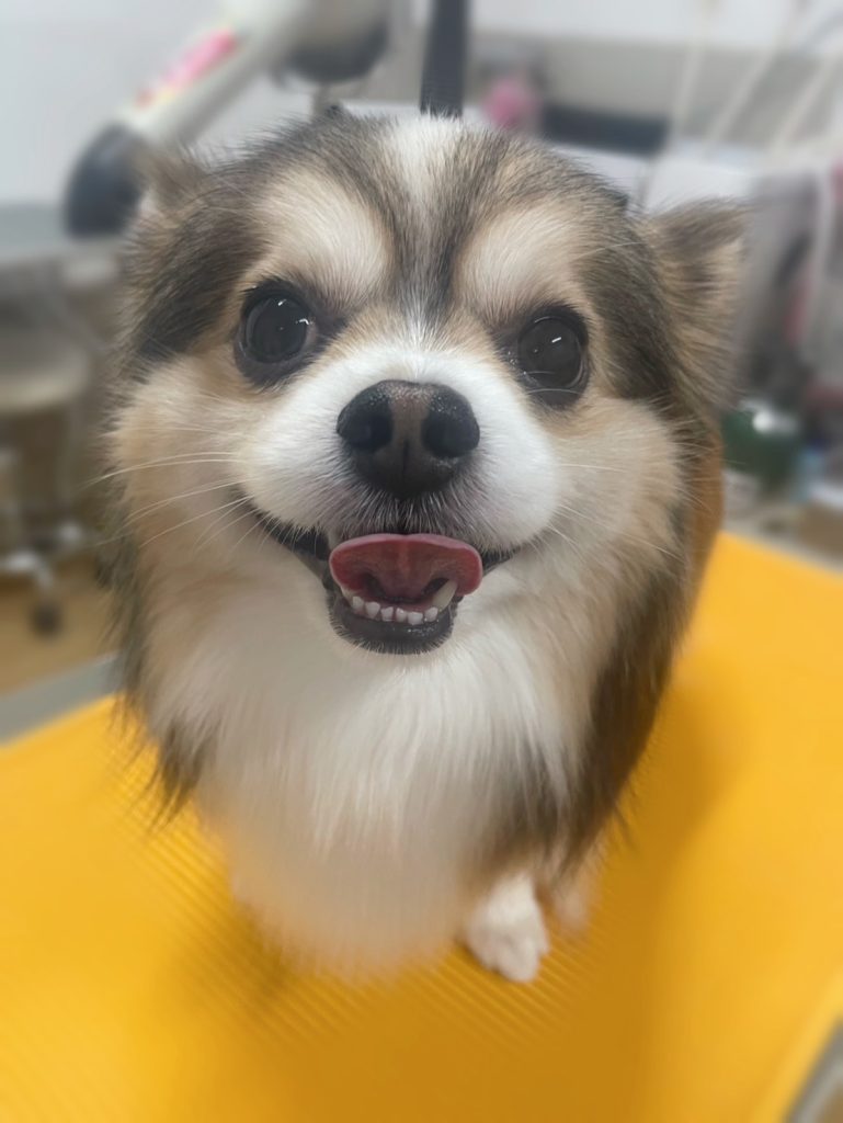 七宝くん