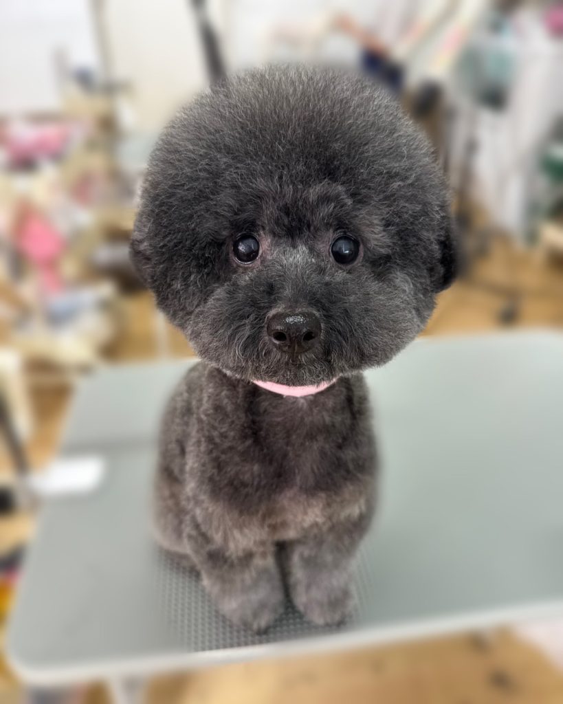 ちょこあちゃん
