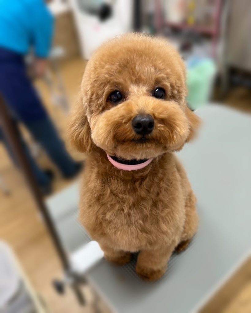 ビビちゃん