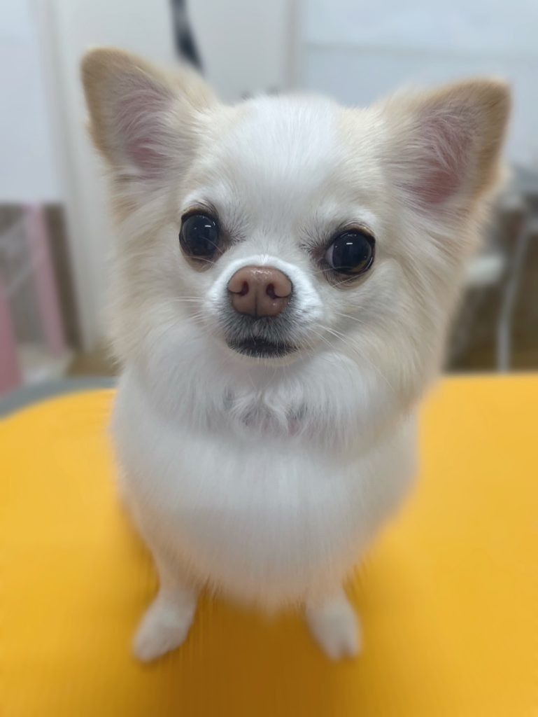 マロンちゃん