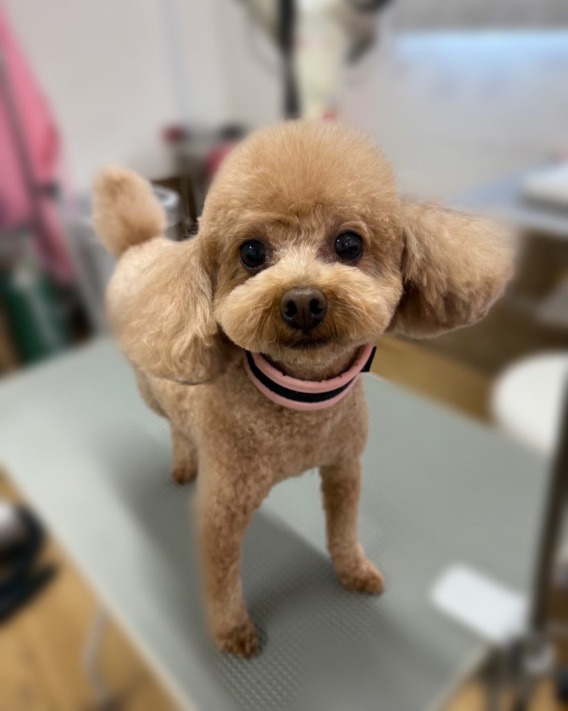 ココちゃん