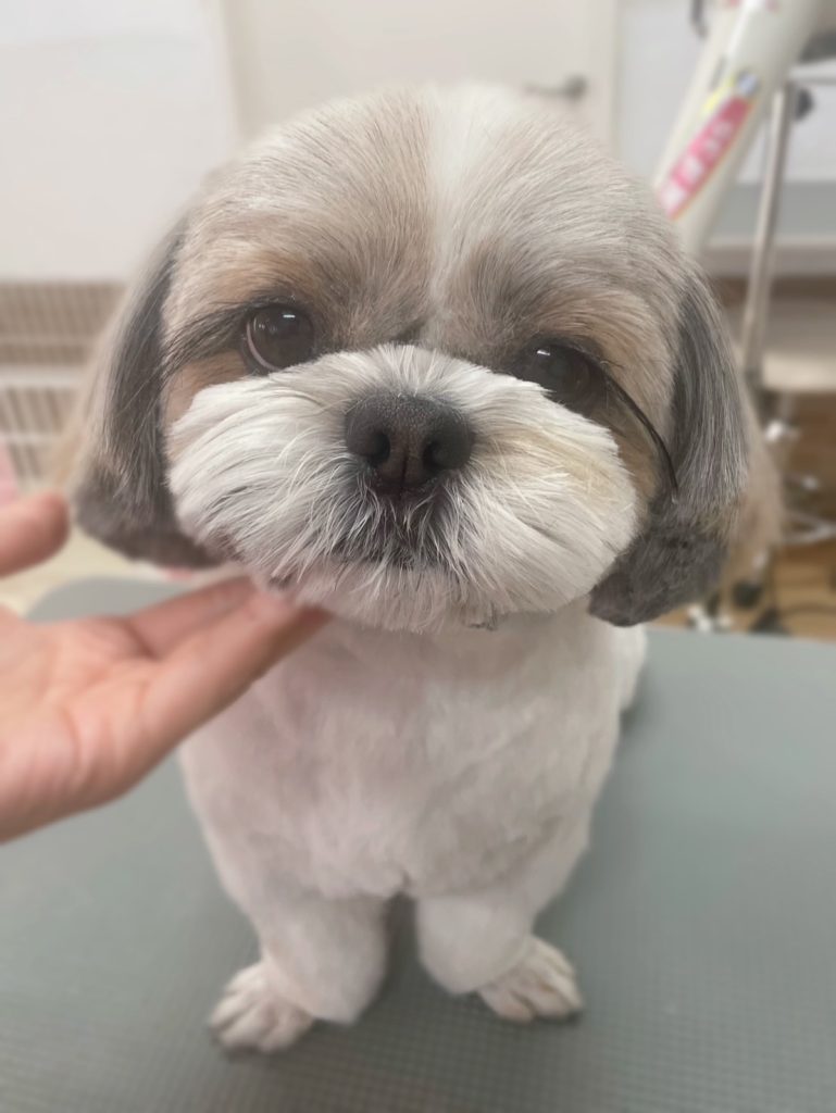 マッシュくん