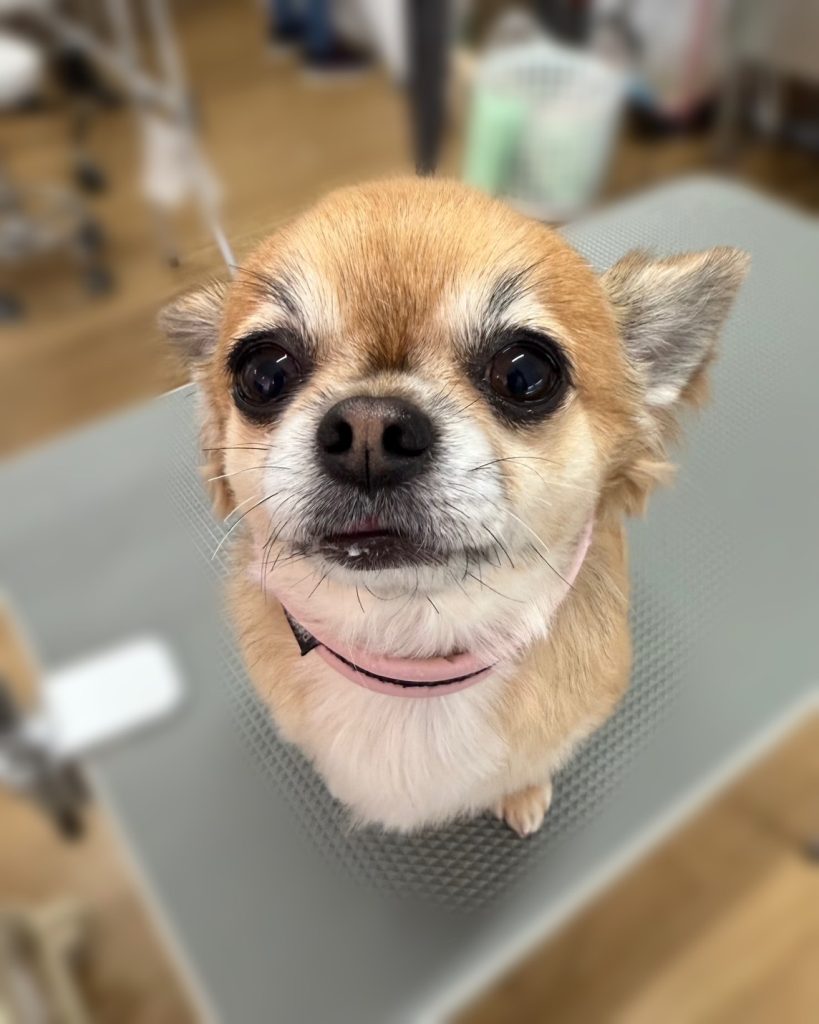 きなこちゃん