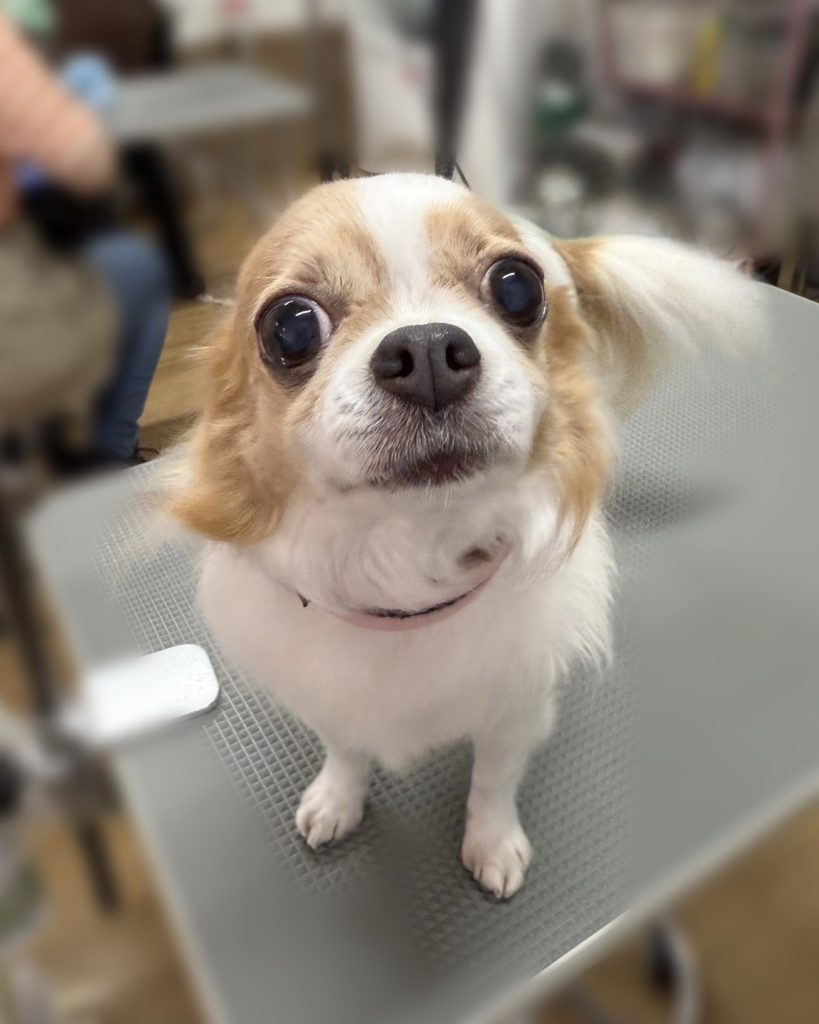ここあちゃん