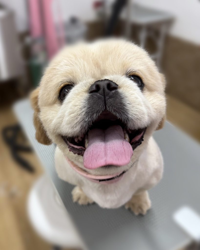 てんくん