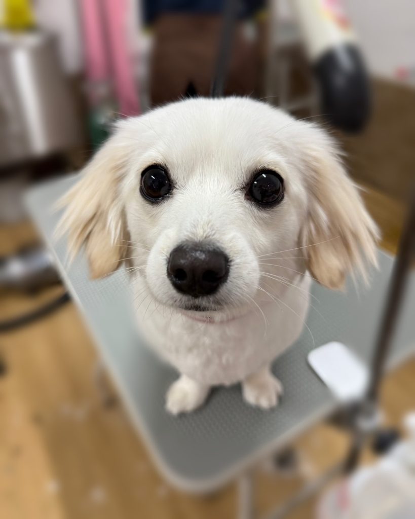 ハルくん
