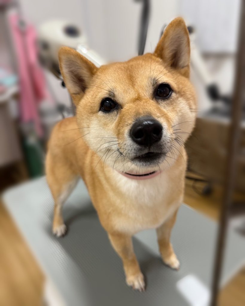モカちゃん