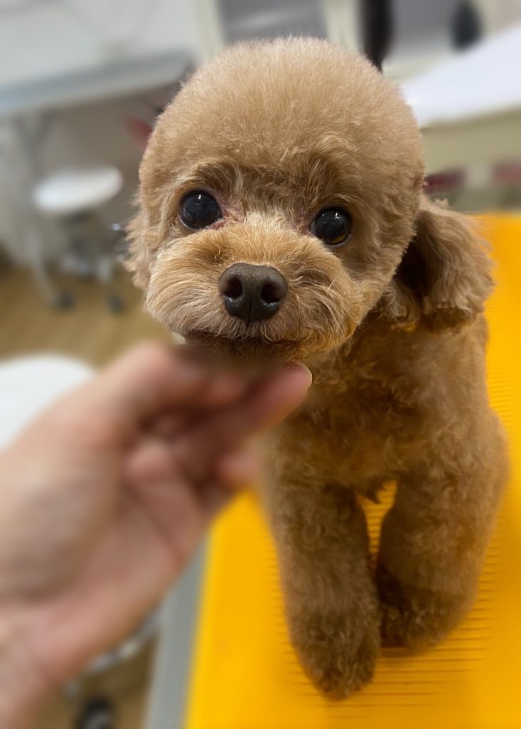 りくくん