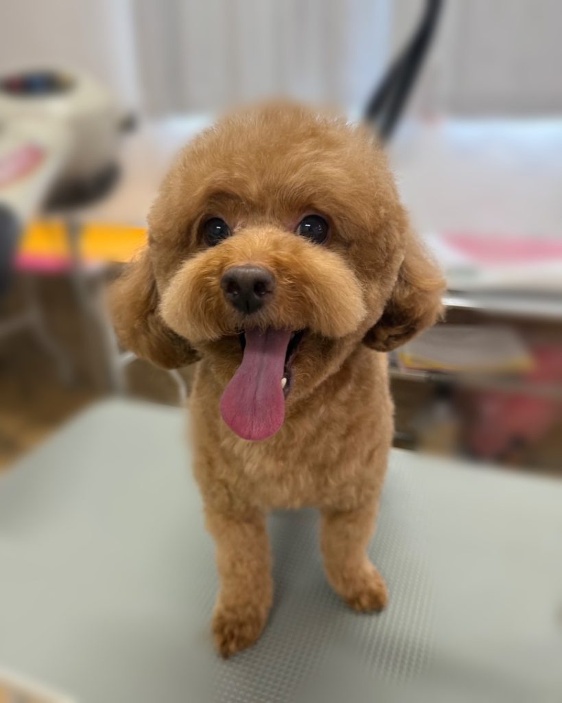 コアくん
