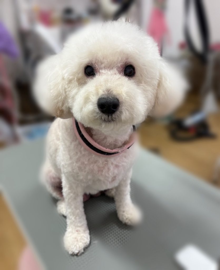 小麦ちゃん