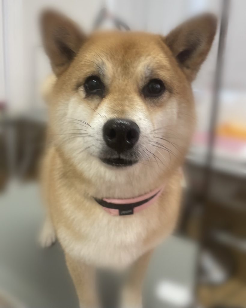 はなちゃん