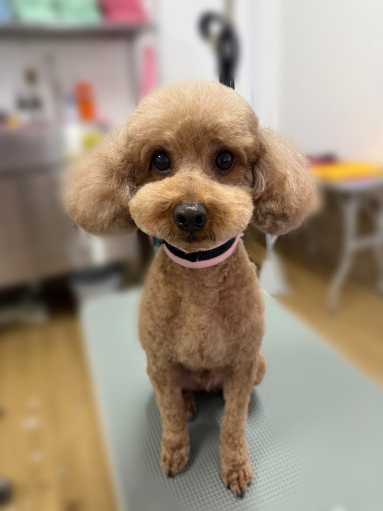 ハピくん