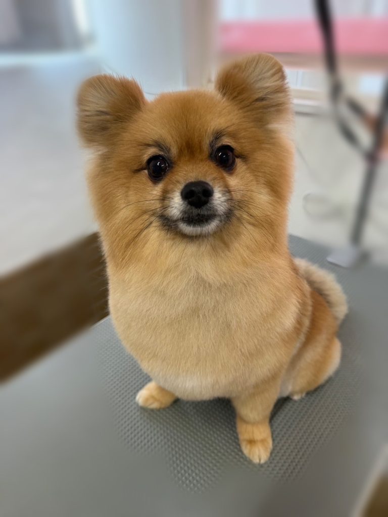 ぽんちゃん
