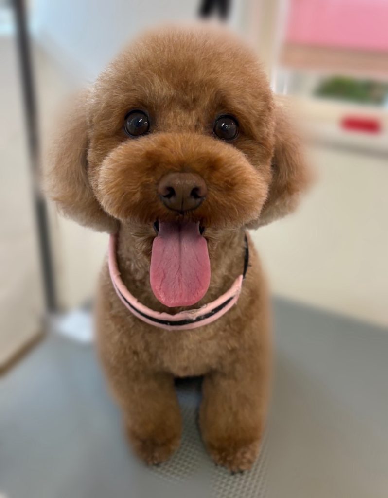 ぽんくん