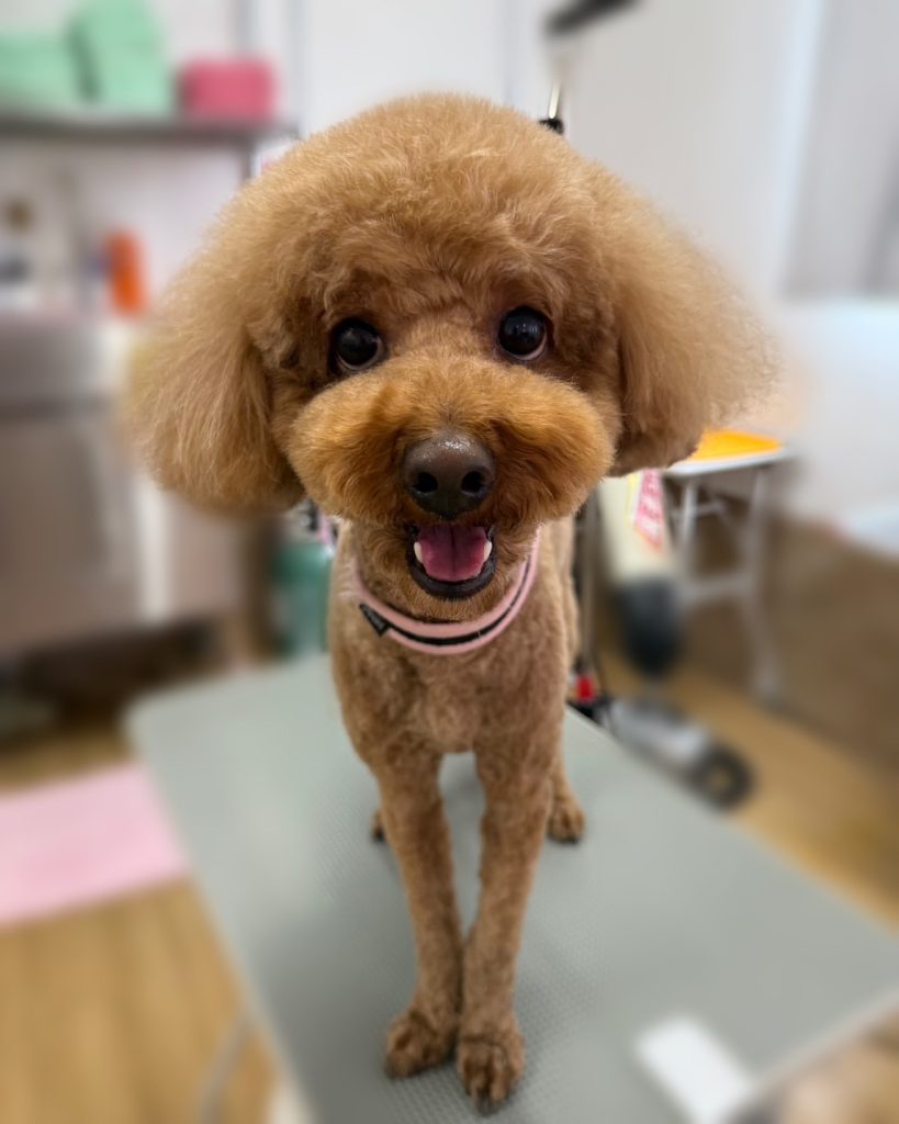 マメ太くん