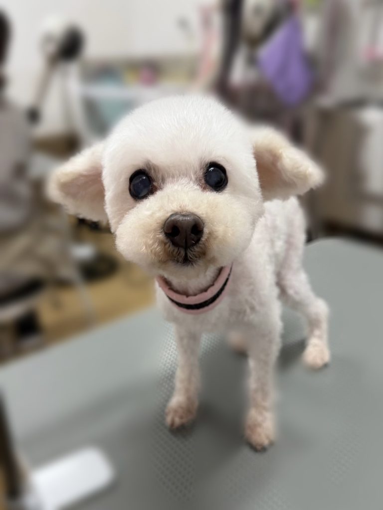 ミルキーちゃん