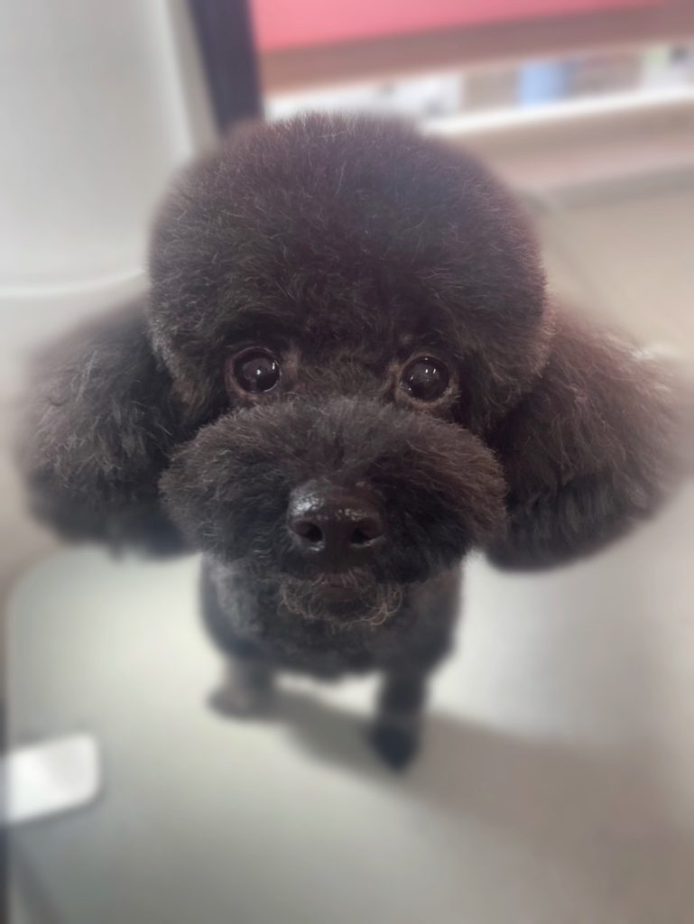 むぎちゃん