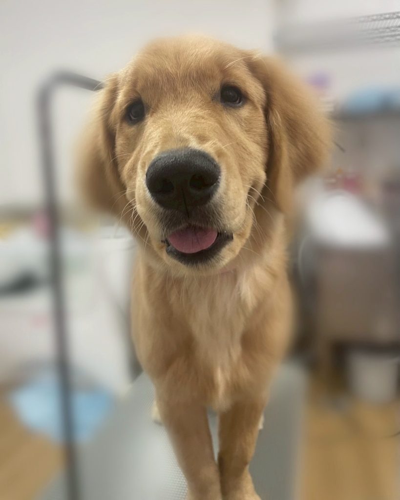 アムちゃん