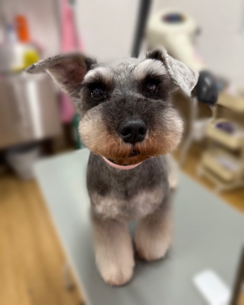 あんずちゃん