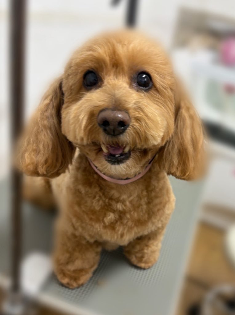 あろはちゃん