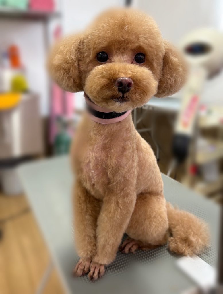 あんちゃん