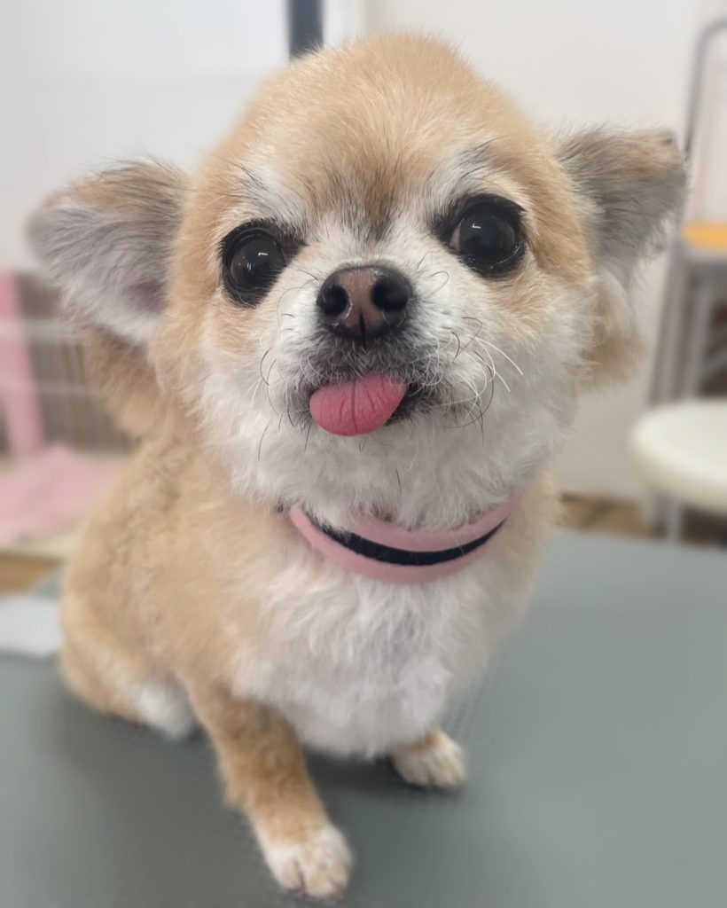 あずきちゃん