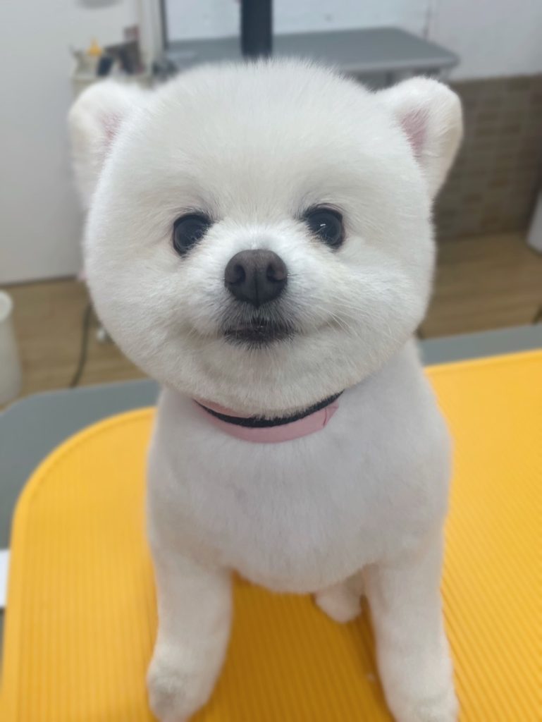 おもちくん